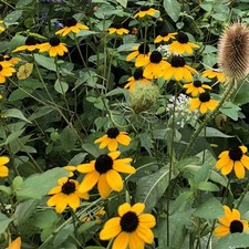 Browneyed Susan Seeds (Rudbeckia triloba) 1000 Seeds (0.5 Grams) 9999.99 per gallon