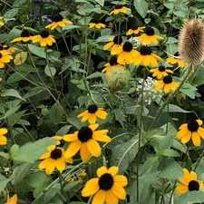 Browneyed Susan Seeds (Rudbeckia triloba) 1000 Seeds (0.5 Grams)