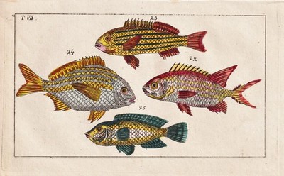 Holocentrus Fische fish Fisch fishes Kupferstich engraving Wilhelm 1800