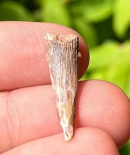 Pterosaur Dinosaur Tooth Fossil Morocco Cretaceous 1.06