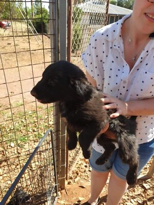 flat coated retriever gumtree