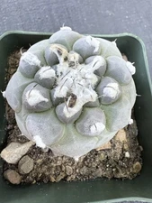 Turbinicarpus Lophophoroides  Large Flowering Size!