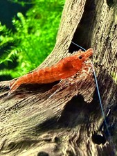 20 2 Live Freshwater Shrimp-Red Cherry Shrimp-LIVE GUARANTEE-Neocaridina