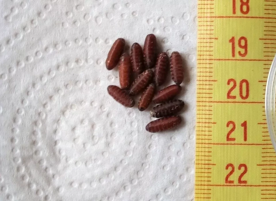 Dry fly pupae casters; Green bottle flies, 30-500, not curly/crickets