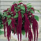 LOVE LIES BLEEDING FLOWERS 1000 SEEDS AMARANTHUS PENDULOUS EDIBLE FLOWERS