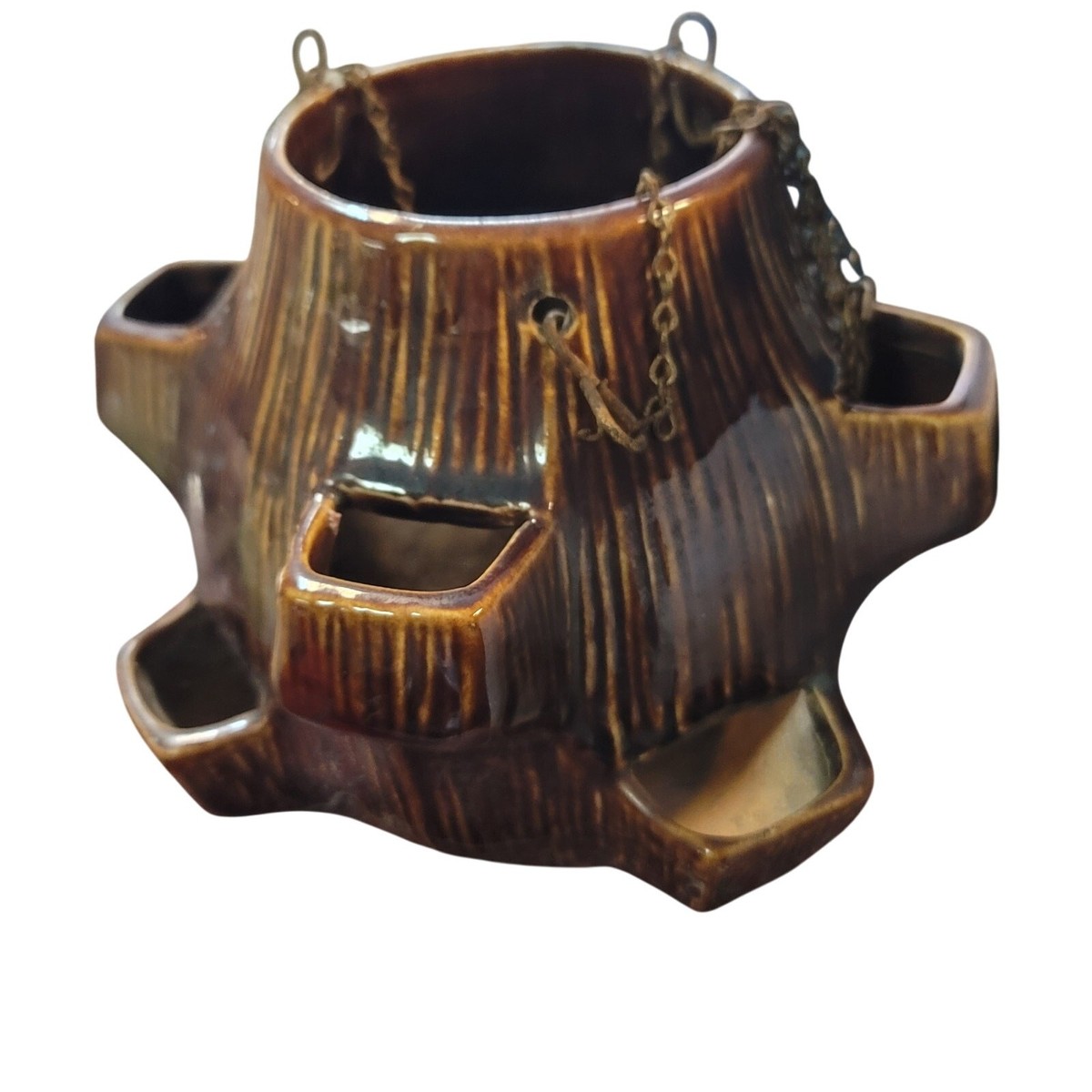 parlor palm lighting Parlor Palm - 6 Inch Pot main image 1