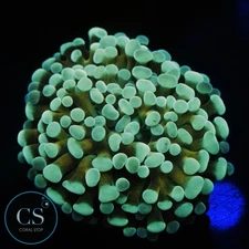 CS GOLD STEM CRISTATA - WYSIWYG LIVE CORAL