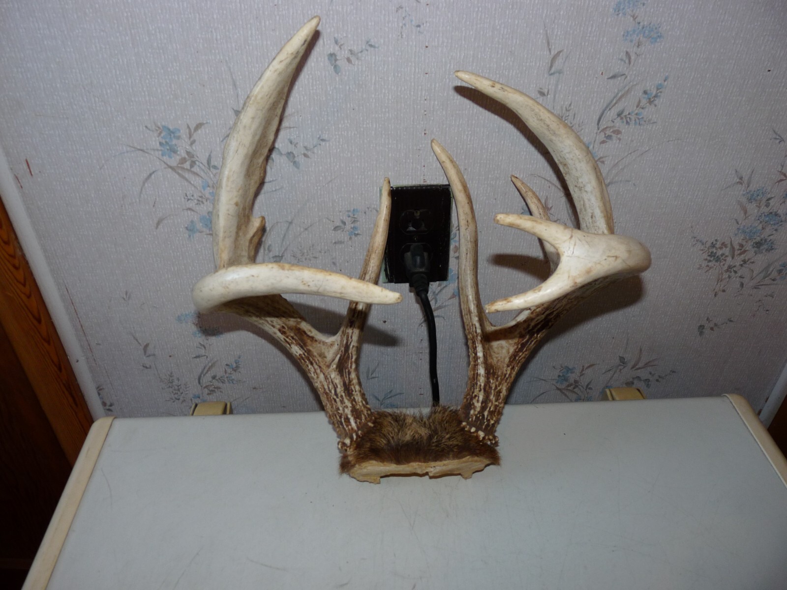 HEAVY TALL 8 POINT Whitetail Deer rack Antler taxidermy LOG CABIN ...