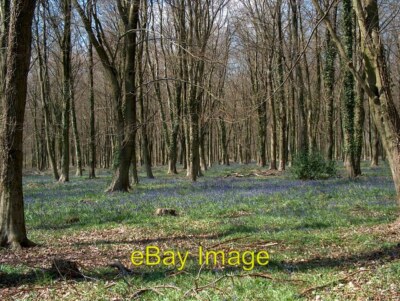 Photo 6x4 Bluebell woods I've failed to capture fully the extent and impr c2008