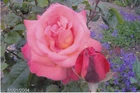 Pink Rose Photograph VGC