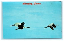 Vintage Whooping Cranes Flight Birds Postcard