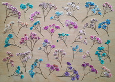 Gepresste Getrocknete Schleierkraut Bl&uuml;ten Blumen Bunt DIY Kreativ Basteln 30 St
