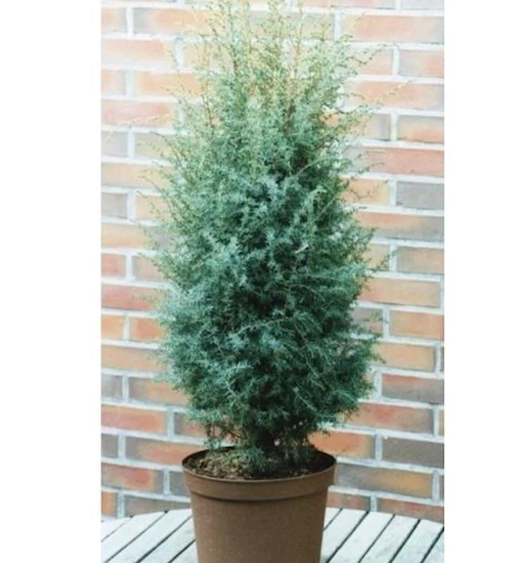 Wacholder Pflanzen, Strucher & Hecken online kaufen | eBay.de