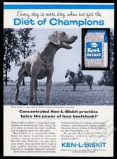 1960 Weimaraner photo Ken-L-Biskit dog food v...