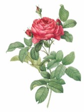 Vintage Image Shabby Red Redouté Roses Furniture Transfers Decals FL548