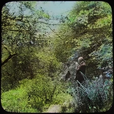Glass Magic Lantern Slide W S MILNES IN MIDDLETON WOODS C1910 PHOTO ENGLAND 