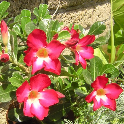 Adenium Obesum Pink - Rosa Del Deserto (Vaso Quadro 7X7X8 Cm) - 10-20cm - Imagen 3 de 8