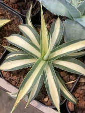 RareSucculent  Plant variation MP Variegate Blue Glow agave plant