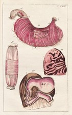 Esophagus Stomaco Intestino Medicina Incisione In Rame Wilhelm 1800