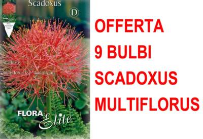 Angebot 9 Frühlingsblumen Zwiebel Scadoxus Multiflorus Bulbs Bulbes eBay