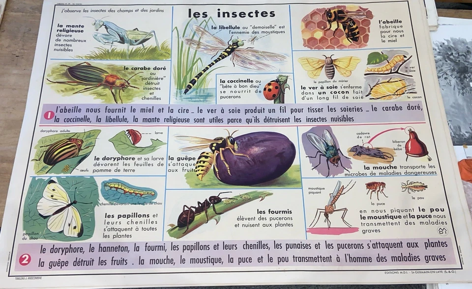 Carte Affiche Scolaire MDI : Les Insectes, La Grenouille - Photo 1/2