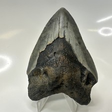 Megalodon Shark Tooth 4.07 Inch - Natural - Carolina Fossil - Authentic 20514