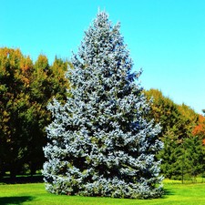 Colorado Blue Spruce Tree Seeds - For 2026 Planting Cold-Hardy Green Evergreen