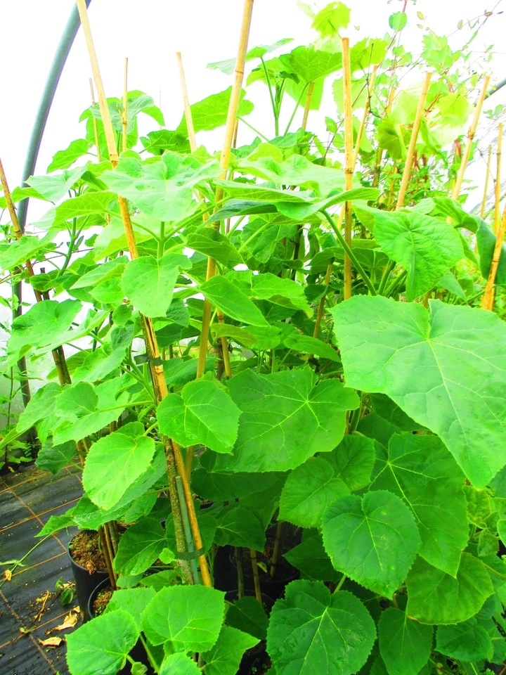 4litre size Paulownia tomentosa Fast Blue - hardy foxglove tree - 4ft inc. pot - Image 2 of 3