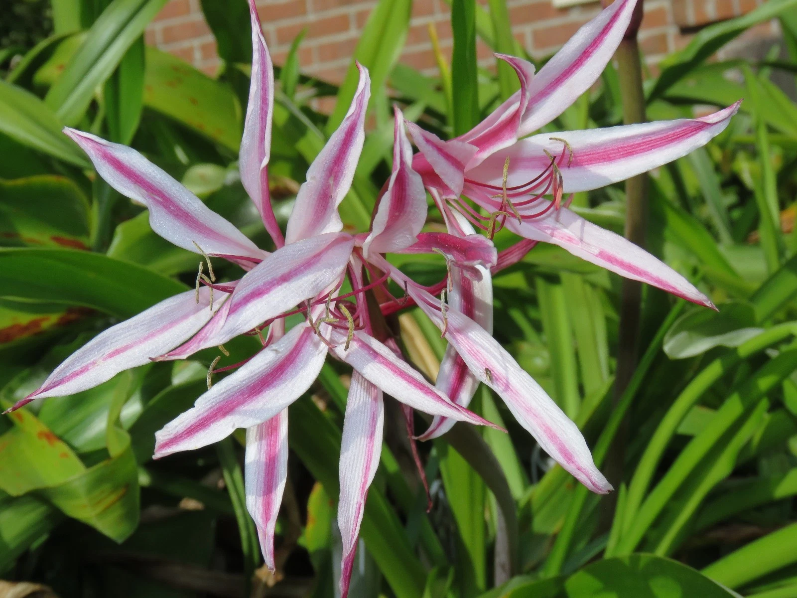 Crinum Lily - Thumbnail 2