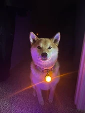 Rechargeable Lights LED Dog Collar Clip on Light USA Vet Owned