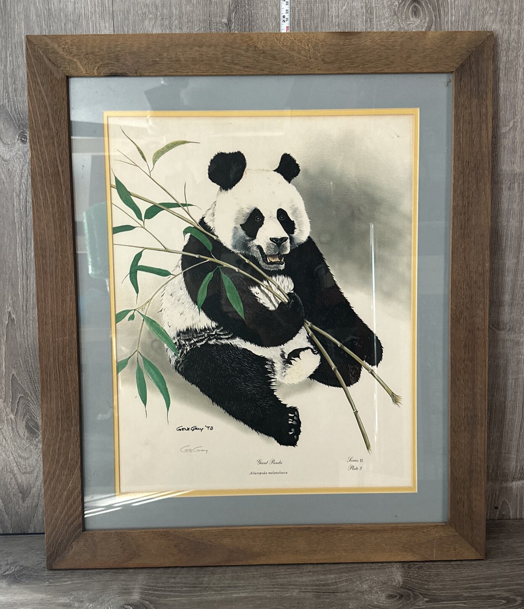 Signed Giant Panda Framed Print by Gene Gray with Certificate 27.5