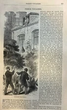 1873 Messenger Pigeons illustrated