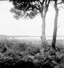 WHITE POND c.1935 - Panorama Landes - 3 negatives 6 x 6 - NAQ 86