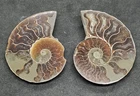 Ammonite Fossil cut in half and polished 40mm shell 2 pieces