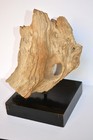 Rare Petrified BRISTLE CONE PINE mounted on the stand. — photo 1