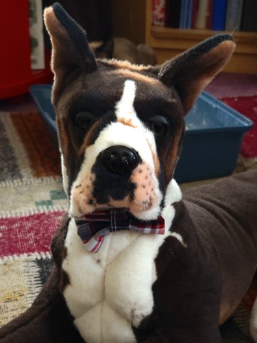 sale-$10 Boxer | Over 2 1/2 Foot Long Big Stuffed Animal Plush Dog is 1 year old - Picture 10 of 10