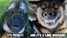 German Shepherd refrigerator magnet 3 1/2 x 5 " Made in the Usa