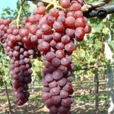 Weinrebe Suffolk red pilzfeste rosa Traube süß kernlos ca. 60-100 cm 3,5 L Topf