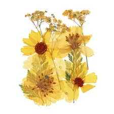 Dried Pressed Flowers Real Dry Pressed Leaves for DIY Art Crafts Multicolor