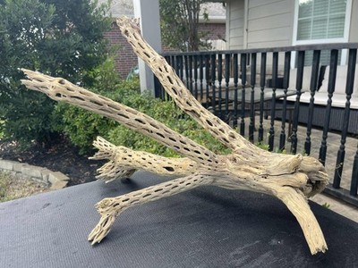 DRIFTWOOD CHOLLA AQUARIUMS FISH REPTILES DECOR PET SUPPLIES GARDEN AQUASCAPING
