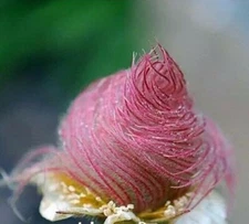 40 seeds Prairie Smoke seeds bonsai potted rare flower seeds
