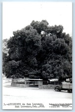 Tehuacán Puebla México Postal Ahuehuete de San Lorenzo c1910 Foto RPPC