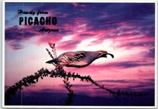 Postal - Codorniz Gambel (Lophortyx Gambelii) - Howdy de Picacho, Arizona, EE. UU.