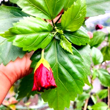 Dried HIBISCUS Leaves 100 Organic Natural Herbal Tea Pure GUDHAL Hair Care Grow