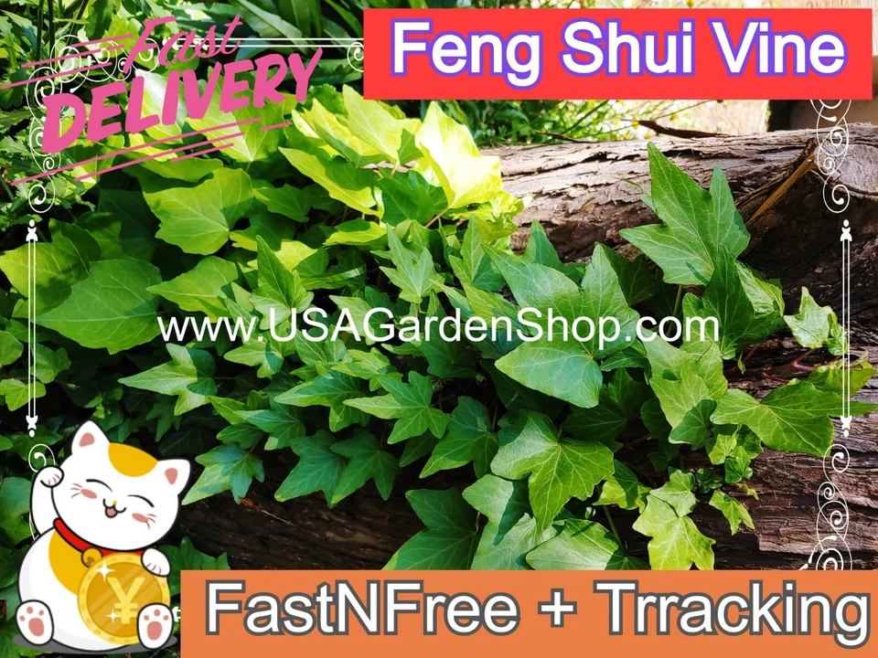 Hedera helix plant Feng Shui Plant Chang Chun Teng Dây thường xuân 10 LIVE Cut - Image 2 of 4