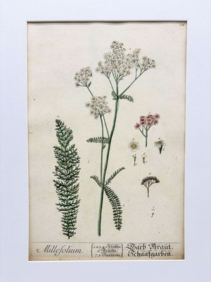 Millefolium / Darb Kraut Schaafgarben. Kol. Kupferstich Nr. 18 von N.F. Eisenber