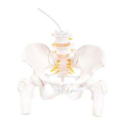 Flexible Spine Model Human Cervical Vertebrae Model Lumbar Vertebral Nerve Model
