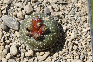 Kaktus Kakteen: Blossfeldia liliputana; 2 7 cm wurzelecht own roots