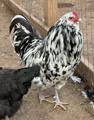 10++ Ermine Ameraucana Hatching Eggs. FOAM PACKAGING