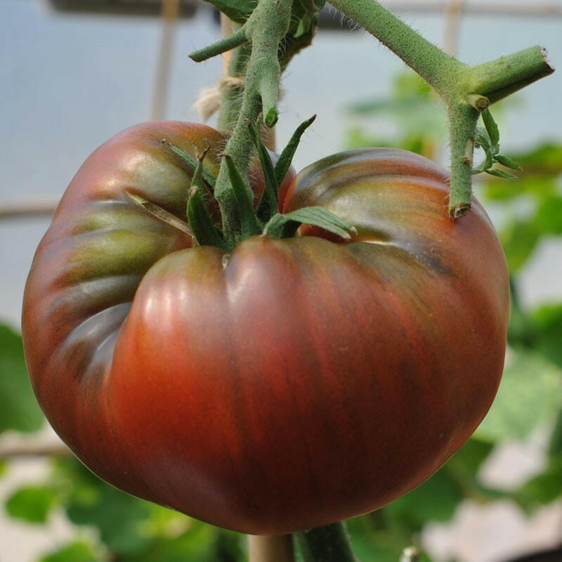 Tomato 10 varieties Value Pack HEIRLOOM 400+ seeds 100